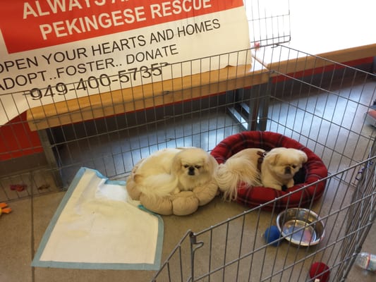 Unleashed by Petco by null