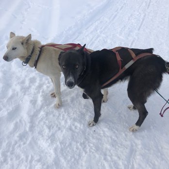 Alaska Mushing School - Tours Near Me
