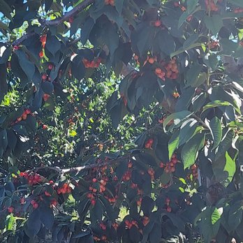 Alpine Blue Farms - Pick Your Own Farms Near Me - Stockton, California Alpine Blue Farms - Pick Your Own Farms Near Me - Stockton, California
