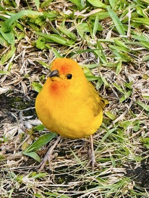 Richardson Ocean Park by null