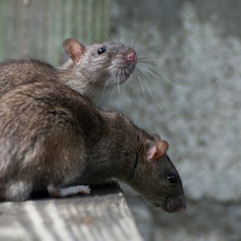 NexGen Exterminating - Pest Control Near Me - Murrieta, California