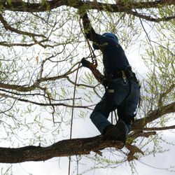 B N Trees - Bill knows his footing, quite a balancing skill!