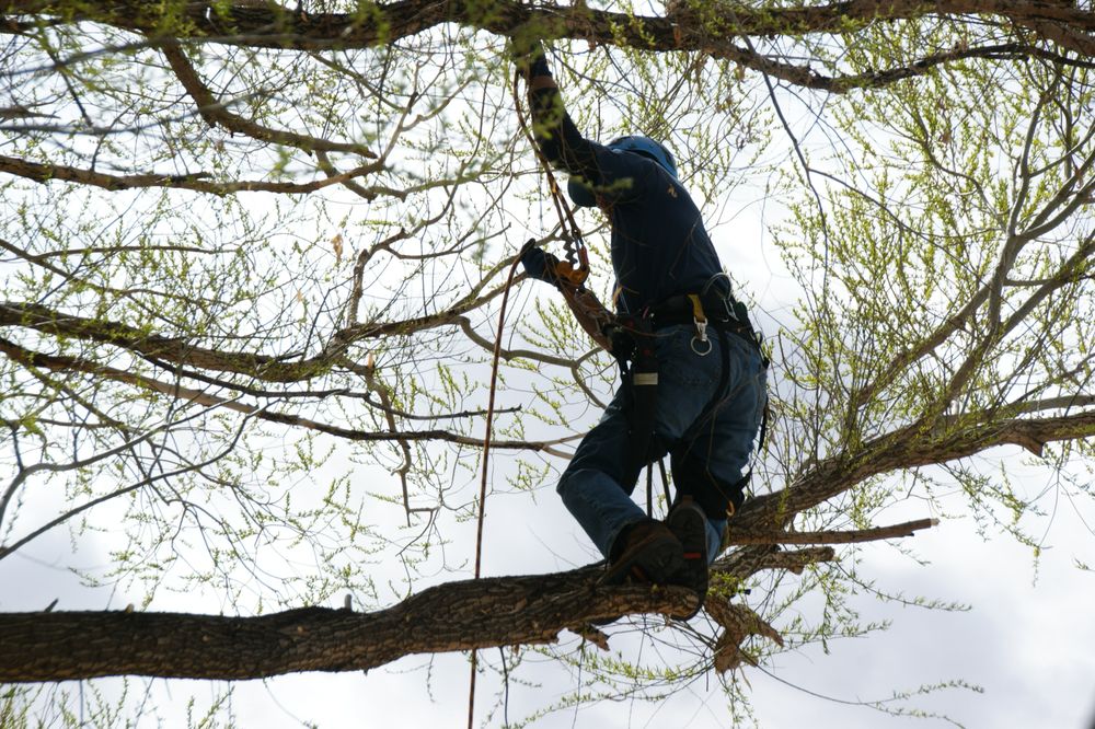 B N TREES Updated September 2024 12 Photos Grand Junction