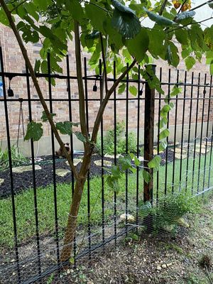 Crew Cut Lawn and Landscape