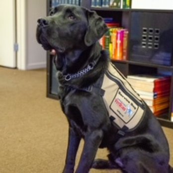 KCI EMS - Halo, certified service dog from American Vet Dogs. - CPR Classes Near Me - Modesto, California