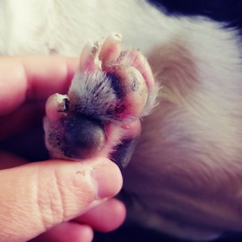 CENTREDMVET - Montréal - Blister on her foot/red - Veterinarians Near Me - Lachine, Quebec