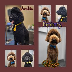 K9 Culture Dog Training - Housemates Archie and Hugo getting spruced up for a "night on the town."