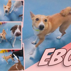 24 Hour Dog Daycare - A cute little welcome collage they put together for my pup on social media!