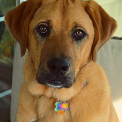 Animal Rescue & Foster Program - Zelda now