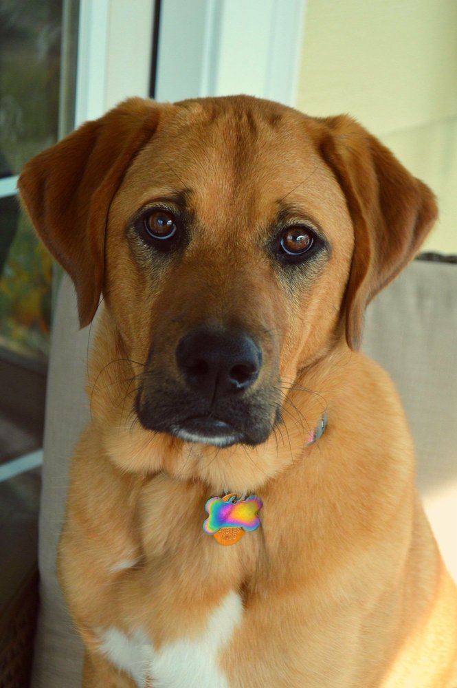 ANIMAL RESCUE & FOSTER PROGRAM Updated October 2024 711 Milner Dr