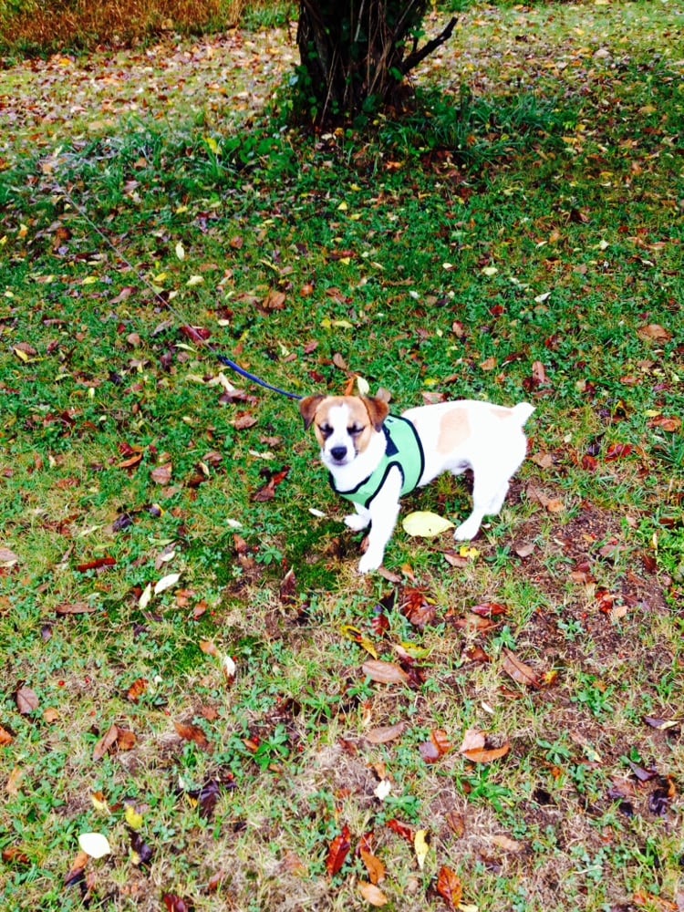 MARTINSBURG ANIMAL HOSPITAL 15 Reviews Veterinarians 519 Warm