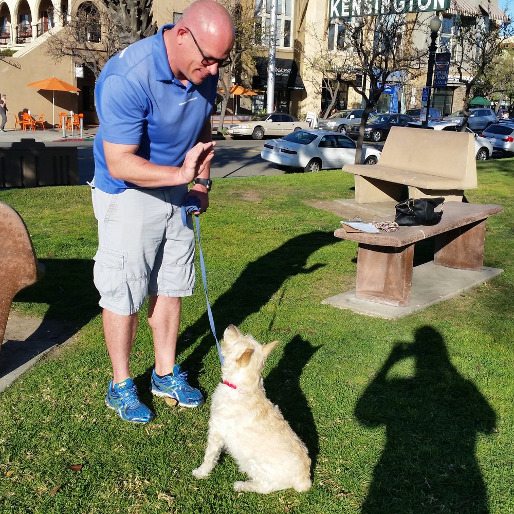 Shazam at his first training with Dave. Already sitting on command. Shazam at his first training with Dave. Already sitting on command.