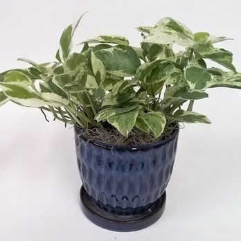 Andy's Garden - House plant - Nurseries & Gardening Near Me - Troy, Ohio