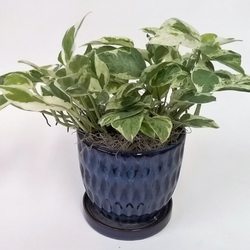 Andy's Garden - House plant