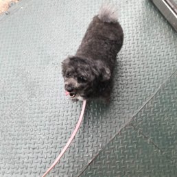 shes a happy fluffy poodle thanks happy paws shes a happy fluffy poodle thanks happy paws