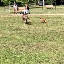 Fairmont Dog Park - Running with the big dogs