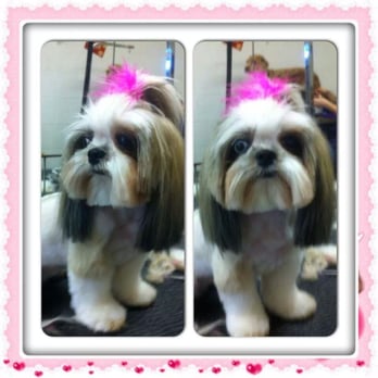 pampered paws brooklyn