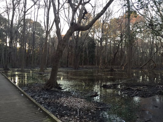 Carolina Beach State Park by null