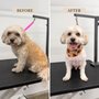 Happy Hapoo Pet Services