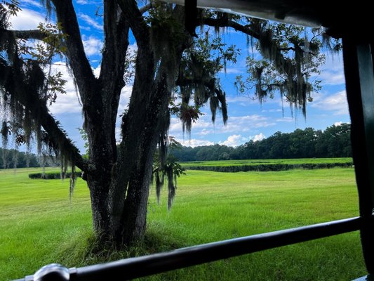 Charleston Tea Garden by null