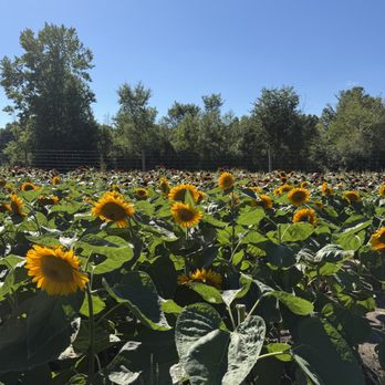 Blake's Orchard & Cider Mill - The Sunflowers! Unbelievable - Fruits & Veggies Near Me - Armada, Michigan