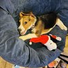 Pittsburgh Pet Concierge gift card