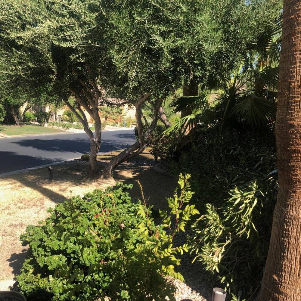 Quality Green Landscaping - Same dead lawn. They charged for mow and blow for every week since the last time I have them on camera- 9/7/19 - it's now October!! - Landscaping Near Me Quality Green Landscaping - Same dead lawn. They charged for mow and blow for every week since the last time I have them on camera- 9/7/19 - it's now October!! - Landscaping Near Me