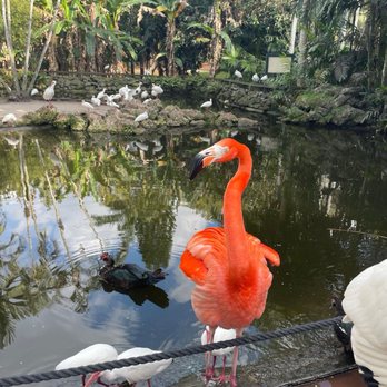 Flamingo Gardens - Botanical Gardens Near Me - Davie, Florida Flamingo Gardens - Botanical Gardens Near Me - Davie, Florida