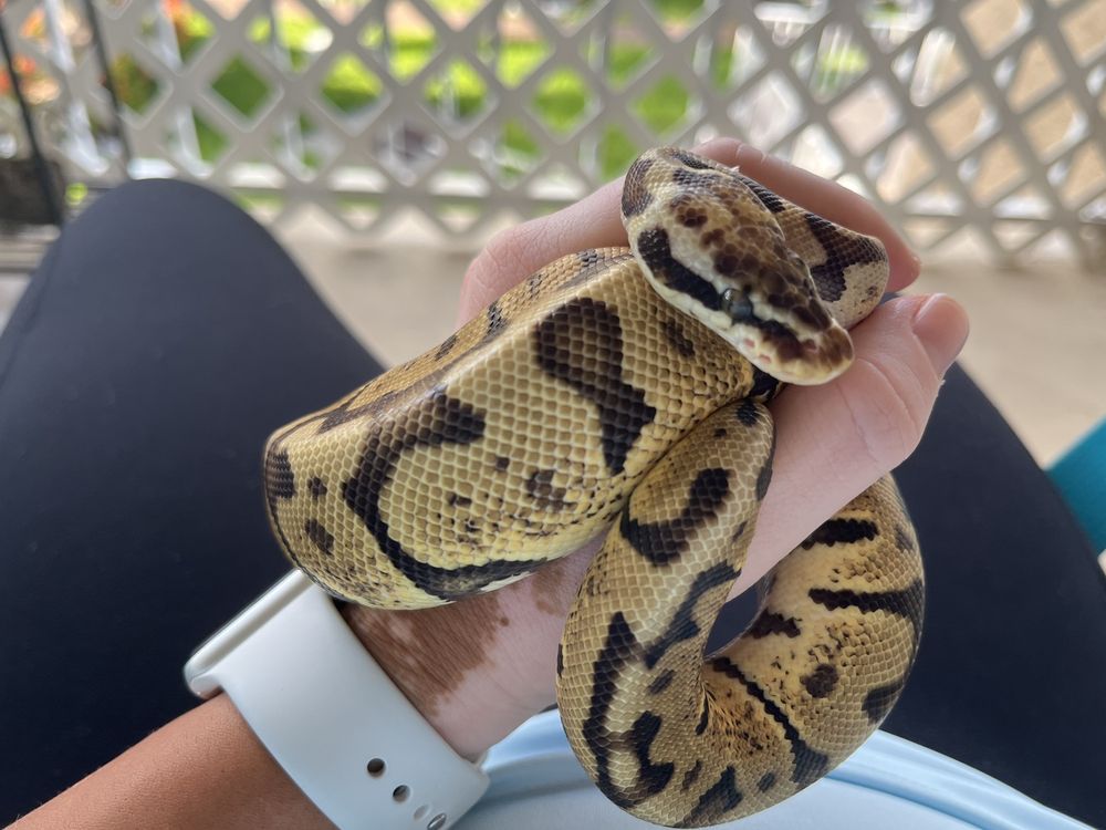 Snakes At Sunset Image