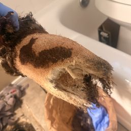 Roots under our toilet. Roots under our toilet.