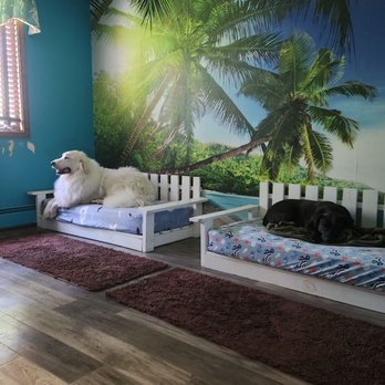 Fox Paw Pet Design - All boarding rooms have actual beds, real windows and absolutely no cages. This is a facility for boarding not solitary confinement. - Pet Groomers Near Me Fox Paw Pet Design - All boarding rooms have actual beds, real windows and absolutely no cages. This is a facility for boarding not solitary confinement. - Pet Groomers Near Me