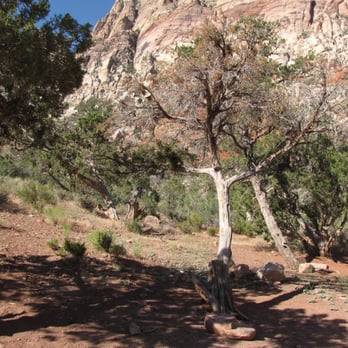 The Potato Knoll - A Juniper tree that's almost all dead from mistletoe. - Hiking Near Me - Las Vegas, Nevada