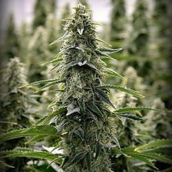 LivWell Dispensary