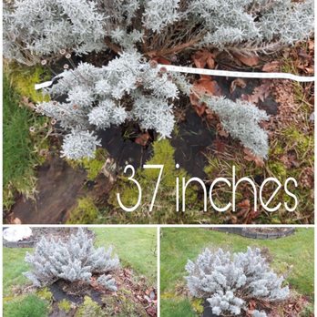 Woodpecker Stump Grinding - Biggest stump : before - Tree Services Near Me Woodpecker Stump Grinding - Biggest stump : before - Tree Services Near Me