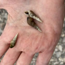 Desert Adventures - Sea shell aaah ok? Yes i left m there for you to find