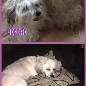 Dapper Dogs Spa - Pet Groomers Near Me - Fair Haven, Vermont