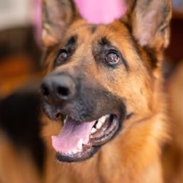 Sasha- 4 years old, RIP Sasha- 4 years old, RIP