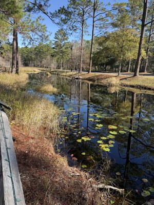 Okefenokee Swamp Park by null