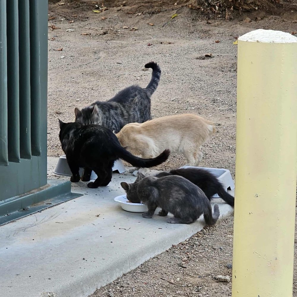 MAB Realty - Sampson Ave Colony Cats - Property Management Near Me - Corona, California MAB Realty - Sampson Ave Colony Cats - Property Management Near Me - Corona, California