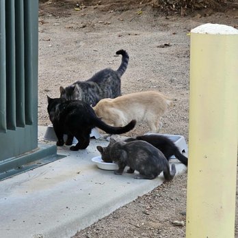 MAB Realty - Sampson Ave Colony Cats - Property Management Near Me - Corona, California MAB Realty - Sampson Ave Colony Cats - Property Management Near Me - Corona, California