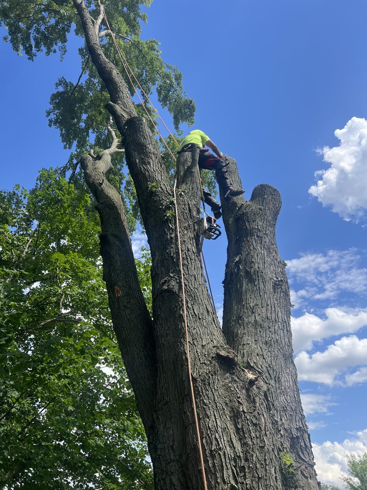 JLS TREE & MULCH Updated October 2024 Detroit, Michigan Tree Services Phone Number Yelp