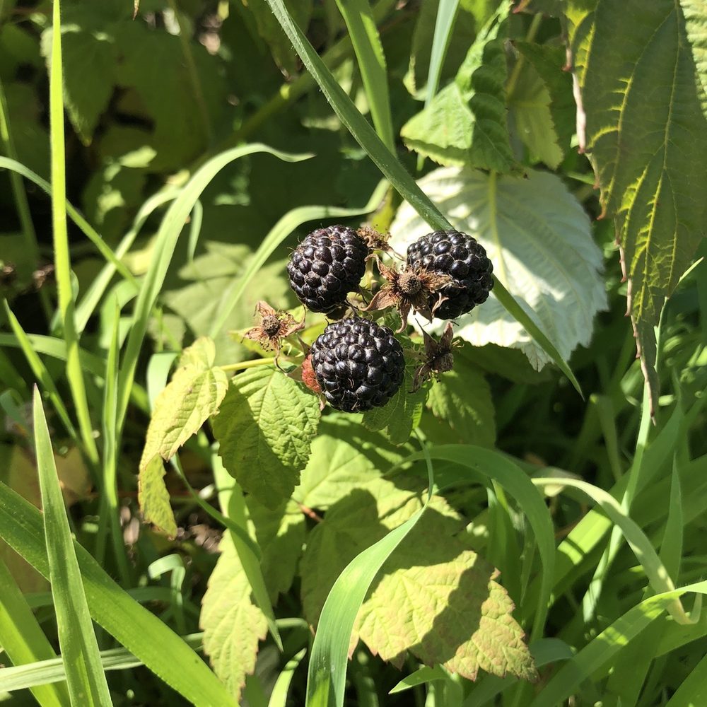 Awald Farms - Awald's Blackberries... - Fruits & Veggies Near Me - North Collins, New York Awald Farms - Awald's Blackberries... - Fruits & Veggies Near Me - North Collins, New York