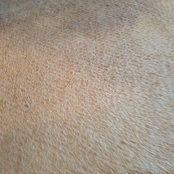 Renovo Home Solutions - After Carpet Repair - Painters Near Me - San Jose, California Renovo Home Solutions - After Carpet Repair - Painters Near Me - San Jose, California