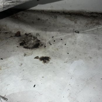 Pro Attic - B Green - droppings still remaining - Insulation Installation Near Me - Santa Rosa, California Pro Attic - B Green - droppings still remaining - Insulation Installation Near Me - Santa Rosa, California