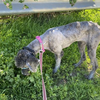 Dee Dee's Dog Spot - Luna is learning how to stop and smell the flowers - Pet Groomers Near Me - Ventura, California Dee Dee's Dog Spot - Luna is learning how to stop and smell the flowers - Pet Groomers Near Me - Ventura, California