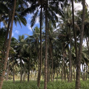 Dillingham Ranch Aina - Party & Event Planning Near Me - Waialua, Hawaii