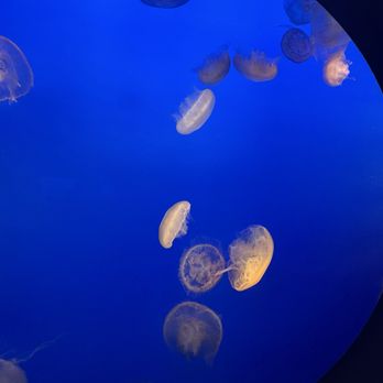 Monterey Bay Aquarium - Moon Jellyfish - Aquariums Near Me - Monterey, California