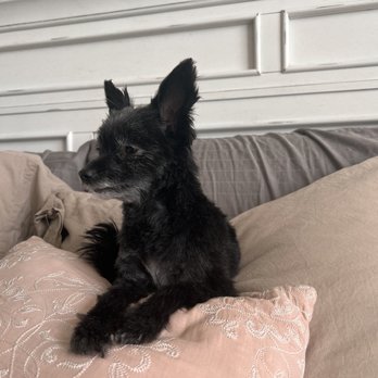 Collar Cuts Mobile Grooming - After - Pet Groomers Near Me - Broomfield, Colorado