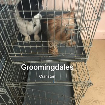 Groomingdales - Before pic waiting their turn at Groomingdales - Pet Groomers Near Me - Cranston, Rhode Island Groomingdales - Before pic waiting their turn at Groomingdales - Pet Groomers Near Me - Cranston, Rhode Island