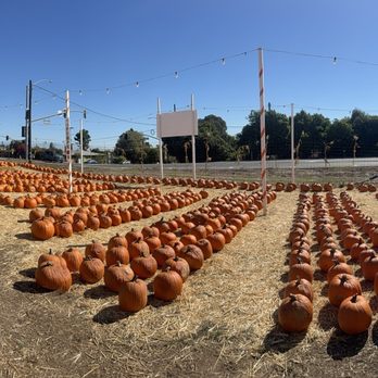 Deluca Farm - More pumpkins! - Pumpkin Patches Near Me - San Pedro, California